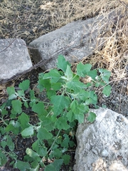 Chenopodium album