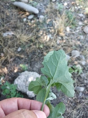 Chenopodium album