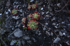 Drosera xerophila