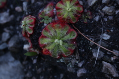 Drosera xerophila