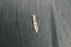 Erechthias sphenoschista