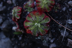 Drosera xerophila