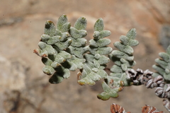 Notholaena greggii