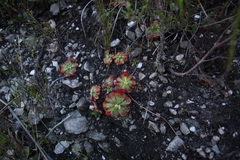 Drosera xerophila
