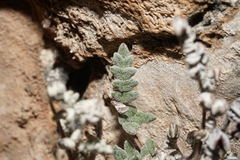 Notholaena greggii