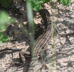 Aspidoscelis exsanguis