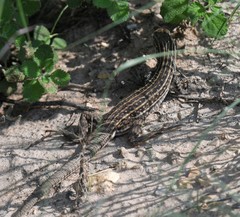 Aspidoscelis exsanguis