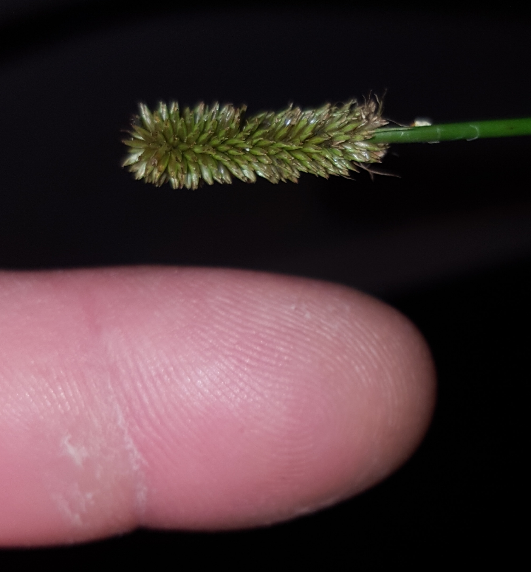 (c) François Rousseu, certains droits réservés (CC BY-NC) https://www.inaturalist.org/observations/88259514