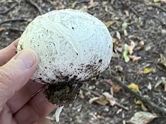 Lycoperdon utriforme