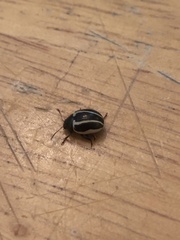 Calligrapha bidenticola