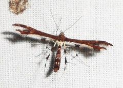 Geina tenuidactylus