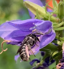 Megachile campanulae