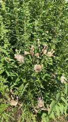 Cirsium arvense