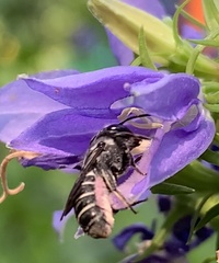 Megachile campanulae