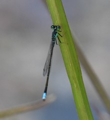 Ischnura damula