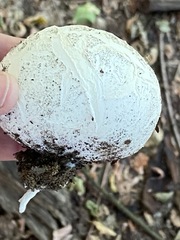 Lycoperdon utriforme