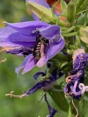 Megachile campanulae