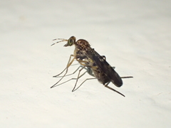 Anisopodidae