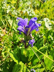 Dracocephalum grandiflorum