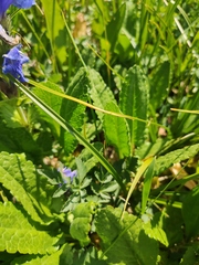 Dracocephalum grandiflorum
