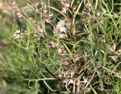 Acanthostyles buniifolius