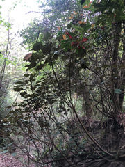Sinopanax formosanus