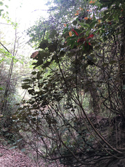 Sinopanax formosanus