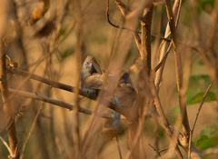 Uraeginthus bengalus
