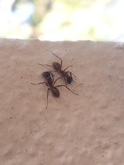 Camponotus