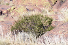 Acanthostyles buniifolius