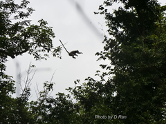 Trachypithecus crepusculus