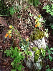 Echeveria longissima