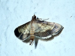 Cnaphalocrocis trebiusalis