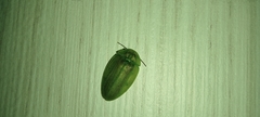 Aspisoma physonotum