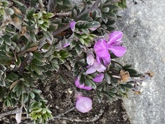 Indigofera sp11