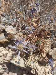 Eryngium dilatatum