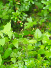 Pectiantia pentandra