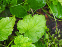 Pectiantia pentandra