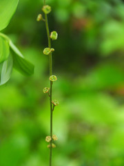 Pectiantia pentandra