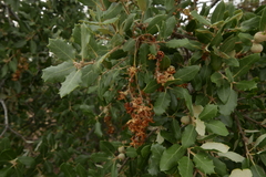 Quercus ilex