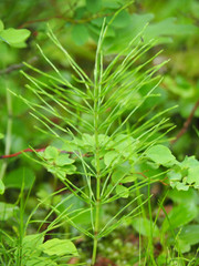 Equisetum palustre