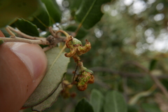 Eriophyes licopolii