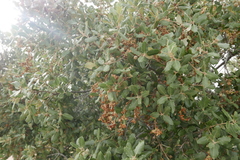 Quercus ilex
