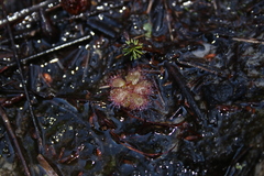 Drosera trinervia