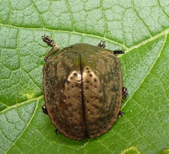 Polychalca aerea
