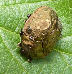 Polychalca aerea
