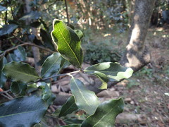 Euclea natalensis obovata