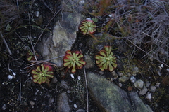 Drosera xerophila