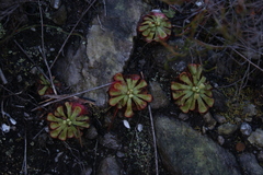 Drosera xerophila