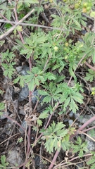 Potentilla tobolensis